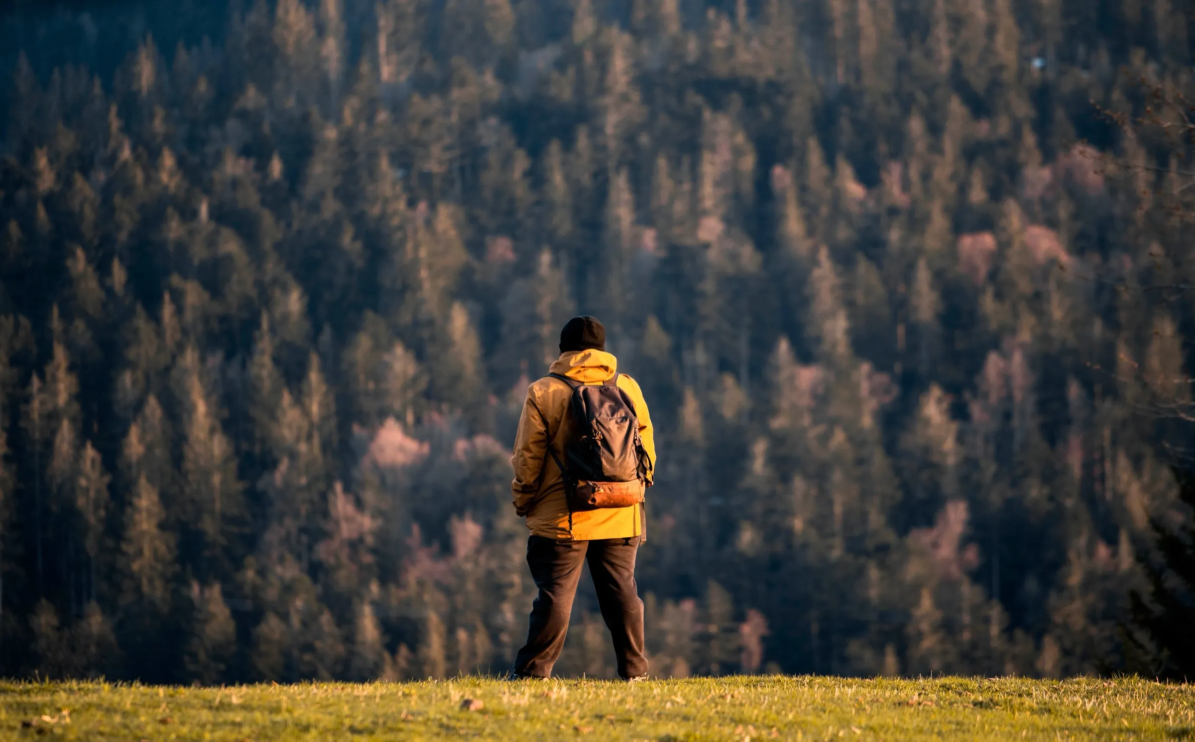 Persona contemplando un bosque de montaña